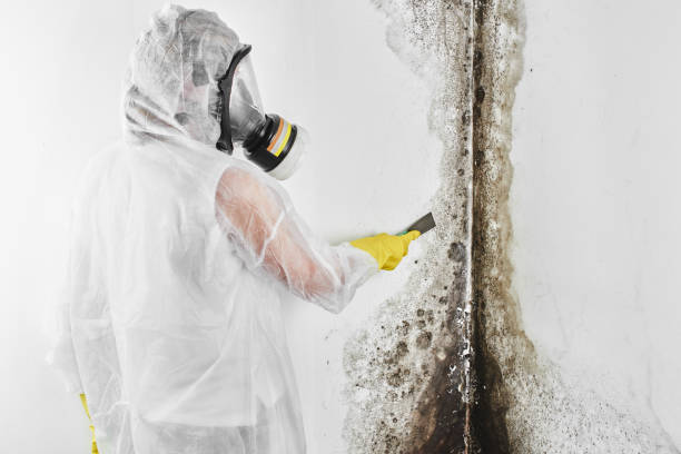 Forensic Mold Investigation in Mayville, ND